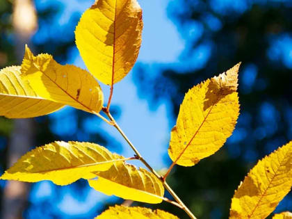 Саратовцам предсказали ветреную пятницу и до +14 градусов тепла