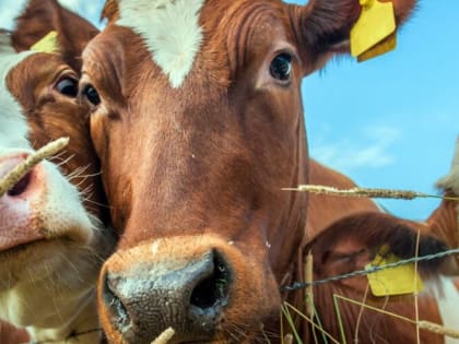 Эпизоотологический мониторинг в ветеринарии по Ящуру