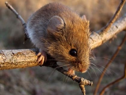 Мышиная лихорадка: саратовских дачников призывают к осторожной уборке