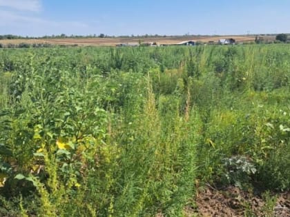 Комитетом муниципального контроля выявлена территория, на которой произрастают наркосодержащие растения (конопля)