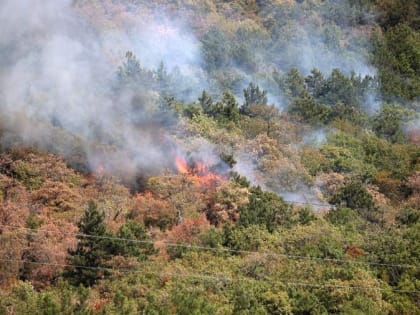Граждан будут штрафовать за бездействие при лесных пожарах