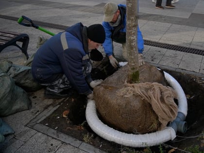 На проспекте Столыпина высаживают деревья