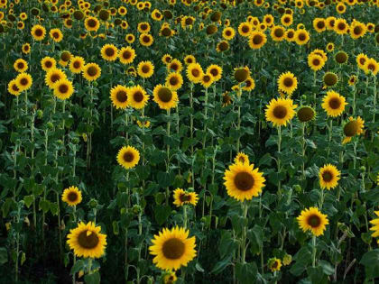 В Саратовской области ждут жаркую погоду с небольшим дождем