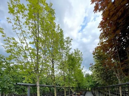 Роман Бусаргин: «Городу необходима продуманная программа озеленения»