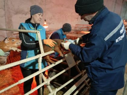 Специалисты госветслужбы региона проводят вакцинацию сельскохозяйственных животных