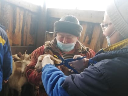 Ветеринарная служба района проводит вакцинацию животных против опасных заболеваний