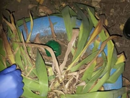 В Саратове задержали пару распространителей героина