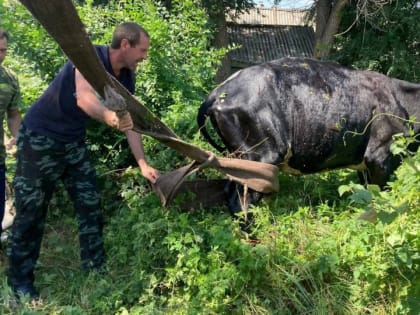 В Ершове корова попала в западню. Ей понадобилась помощь спасателей