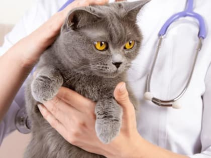 Специалисты отдела молекулярных исследований подтвердили у кошки вирусное заболевание