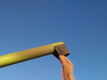 Более 60 тысяч тонн зерна озимых культур нового урожая уже собрали петровские хлеборобы