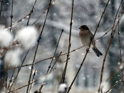 В среду прогнозируется небольшой снег