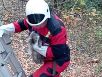 В Саратове спасатели помогли девочке снять ее котенка с дерева