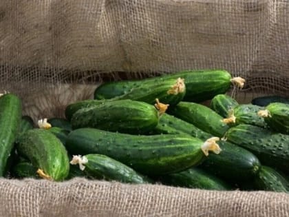 Огурцы, яйца, соль: статистики рассказали, как и на какие продукты изменились цены в Саратовской области