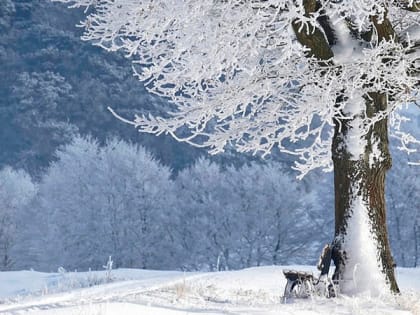 В Саратове прогнозируют день без снега с температурой до -8 градусов