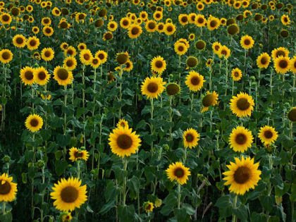 В Саратовской области ждут жаркую погоду с небольшим дождем