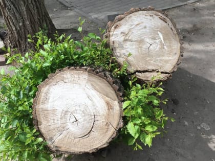 В Саратове вырубят еще сотню деревьев и больше двухсот обрежут. Адреса