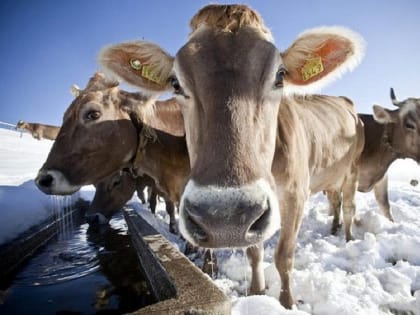 Саратовцы скрыли незаконно ввезенный в хозяйства скот