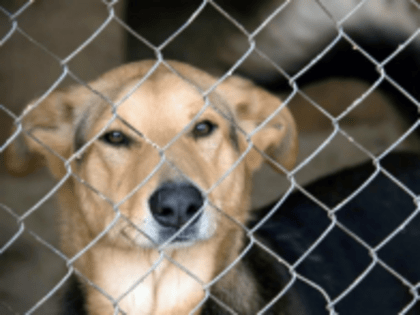 Продолжается отлов животных без владельцев