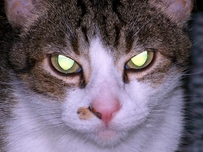 Из-за бешеных котов в Гагаринском и Марксовском районах установлен карантин