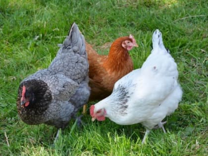 В Саратовской области ищут инвестора проекта на 600 млн рублей