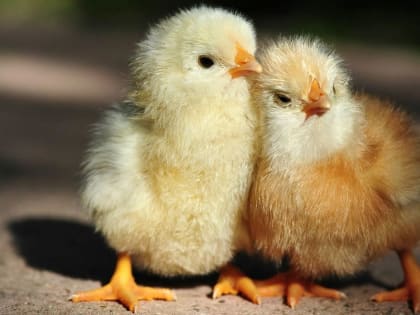 При исследовании трупов цыплят выделен возбудитель аспергиллеза