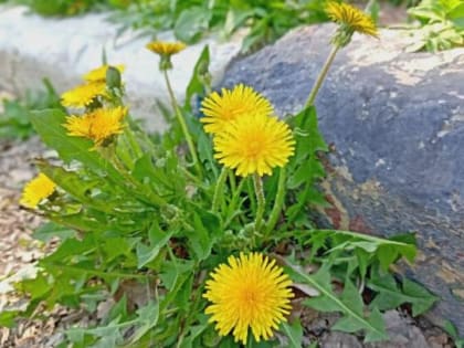 До +32 градусов и грозы ожидаются в Саратовской области