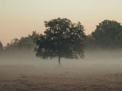 В Саратовской области прогнозируют туман и небольшие дожди