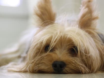 Мошенничество с продажей собаки в Саратове