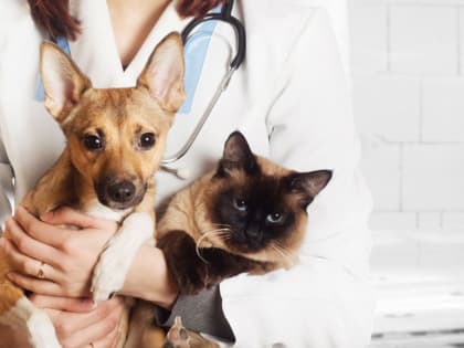 Петровская районная ветстанция начинает борьбу с должниками за оказание ветеринарных услуг