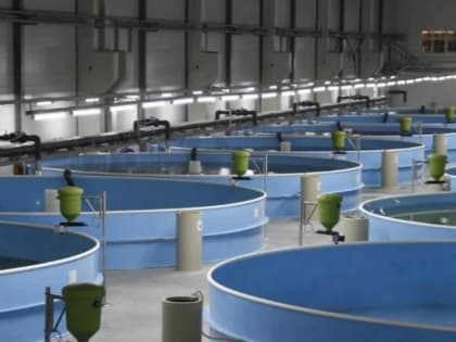 На дизельном заводе собираются разводить форель