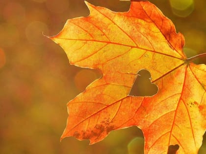 В Саратовской области предсказали день без дождей и теплом до +29 градусов