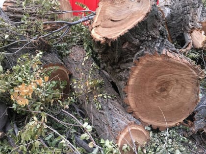 В Саратове опиловка деревьев остановила три троллейбусных маршрута