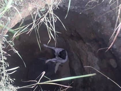 Саратовские спасатели помогли двум собакам выбраться из колодца