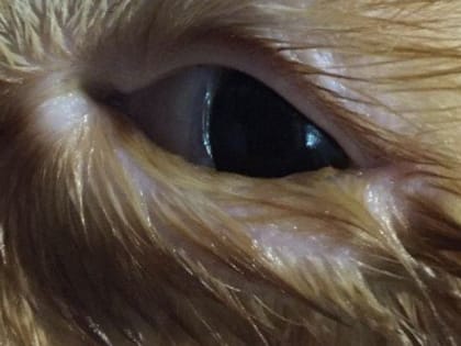 Саратовские ветеринары сделали пластическую операцию коту