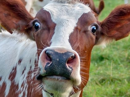 Бешеная корова стала причиной нового карантина