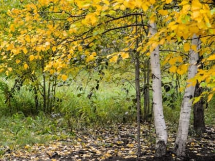 Оперативный прогноз погоды 25 сентября 2023 года