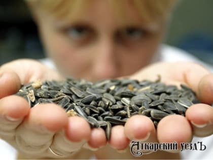 Медики перечислили опасные и целебные качества обычных семечек