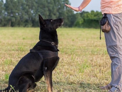 На базе «Алтея» в Марксе стартует общий курс дрессировки собак