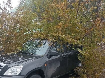 Дерево рухнуло на иномарку и перегородило проезд в Ленинском районе