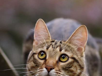 В Ахтубе установлен карантин из-за зараженного бешенством кота