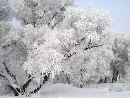 Оперативный прогноз погоды 8 января 2024 года