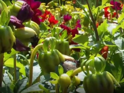 В Саратове восстановят инфраструктуру университетского ботанического сада