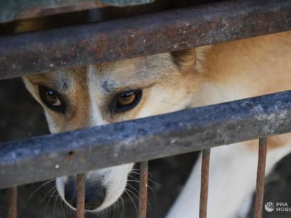 На директора приюта, где нашли мертвых собак, завели административные дела