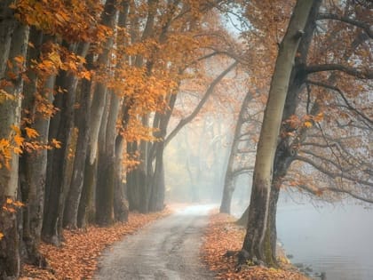 Саратовцам предсказали утренний туман и гололедицу на дорогах