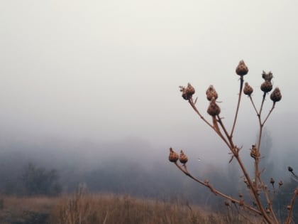 Желтый уровень опасности: жителей региона предупреждают о сильном тумане и гололедице на дорогах
