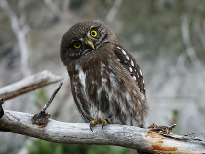 В Саратове суд запретил деятельность центра реабилитации диких животных