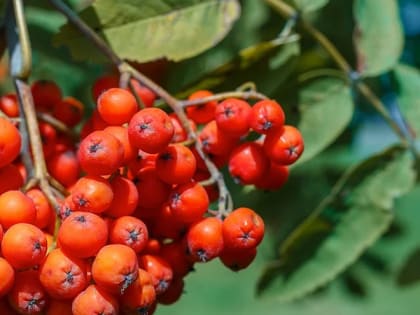 В Саратовской области ожидаются небольшой дождь и до +28 градусов