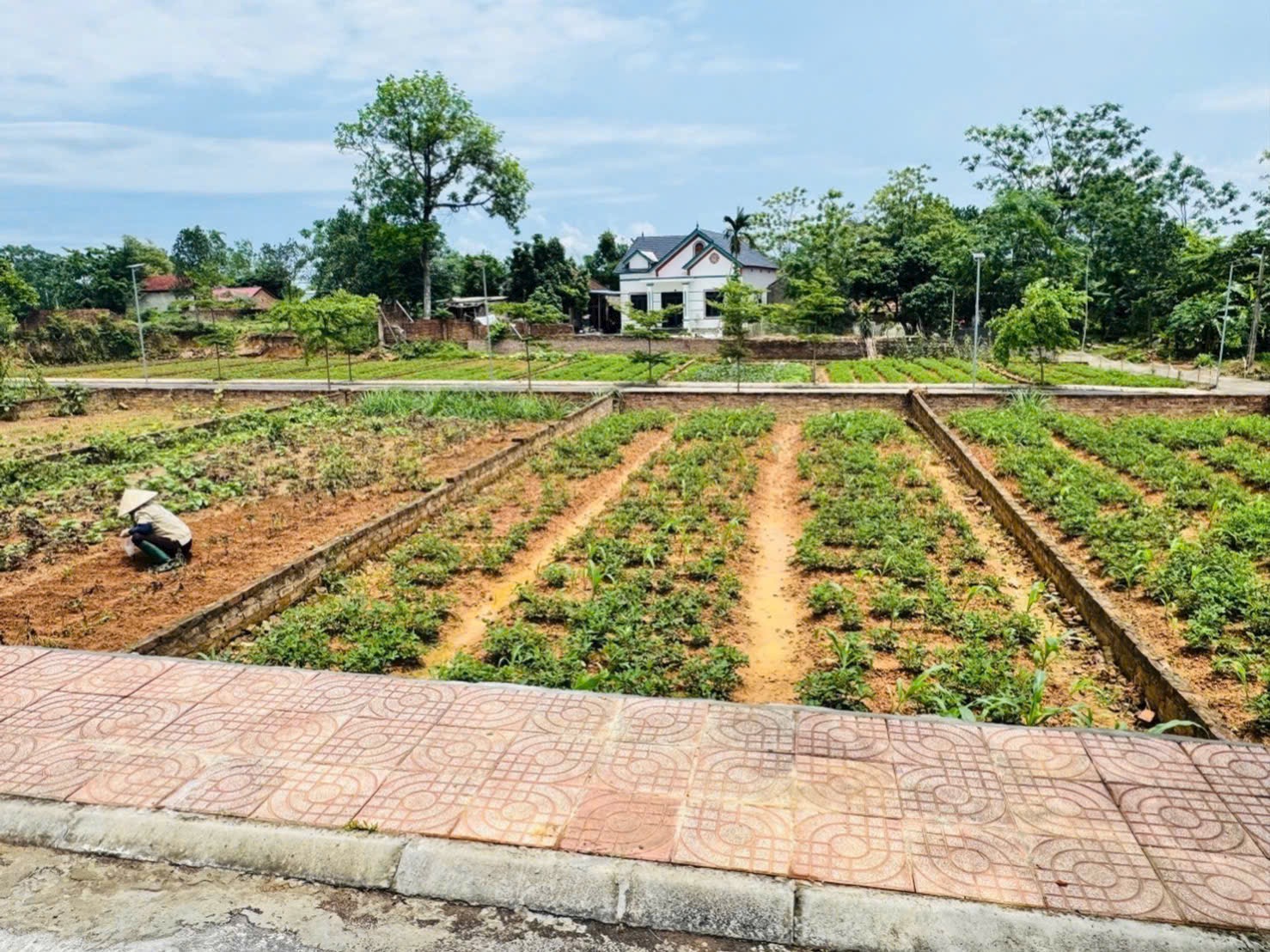✅ Thôn Tiên Chu Xã Trung Giã HN  👉🏻 Diện tích: 101,9m2? 👉MT=6.36m, H: 6.38m full thổ cư có vỉa hè ảnh 2