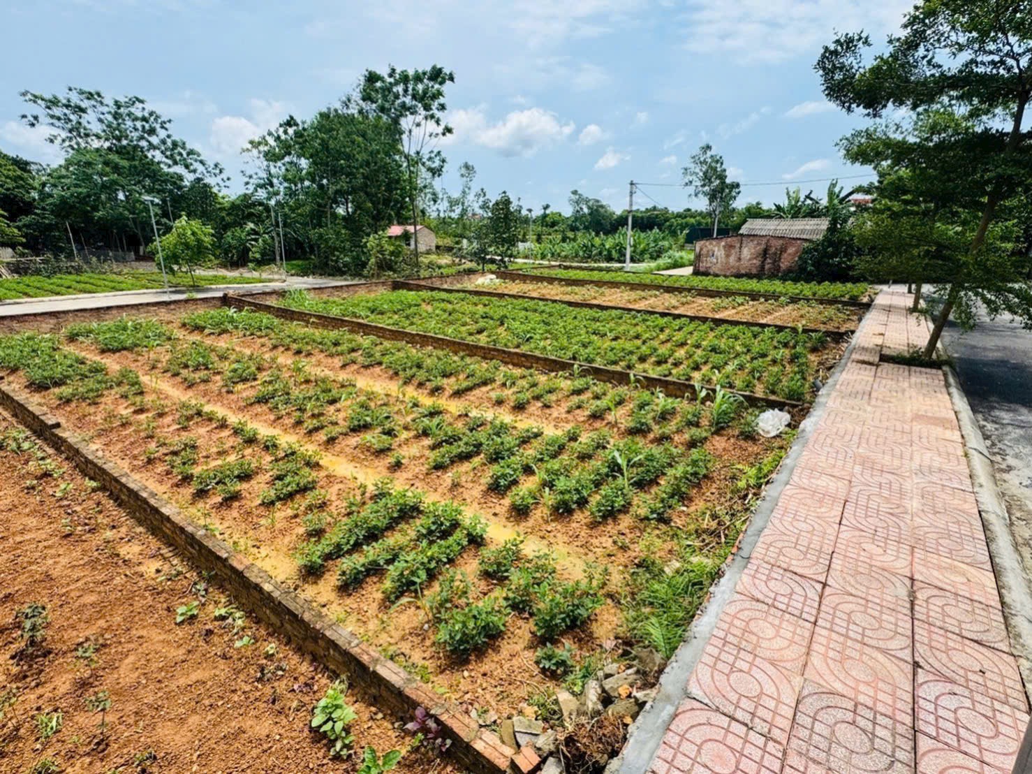 ✅ Thôn Tiên Chu Xã Trung Giã HN  👉🏻 Diện tích: 101,9m2? 👉MT=6.36m, H: 6.38m full thổ cư có vỉa hè ảnh 5