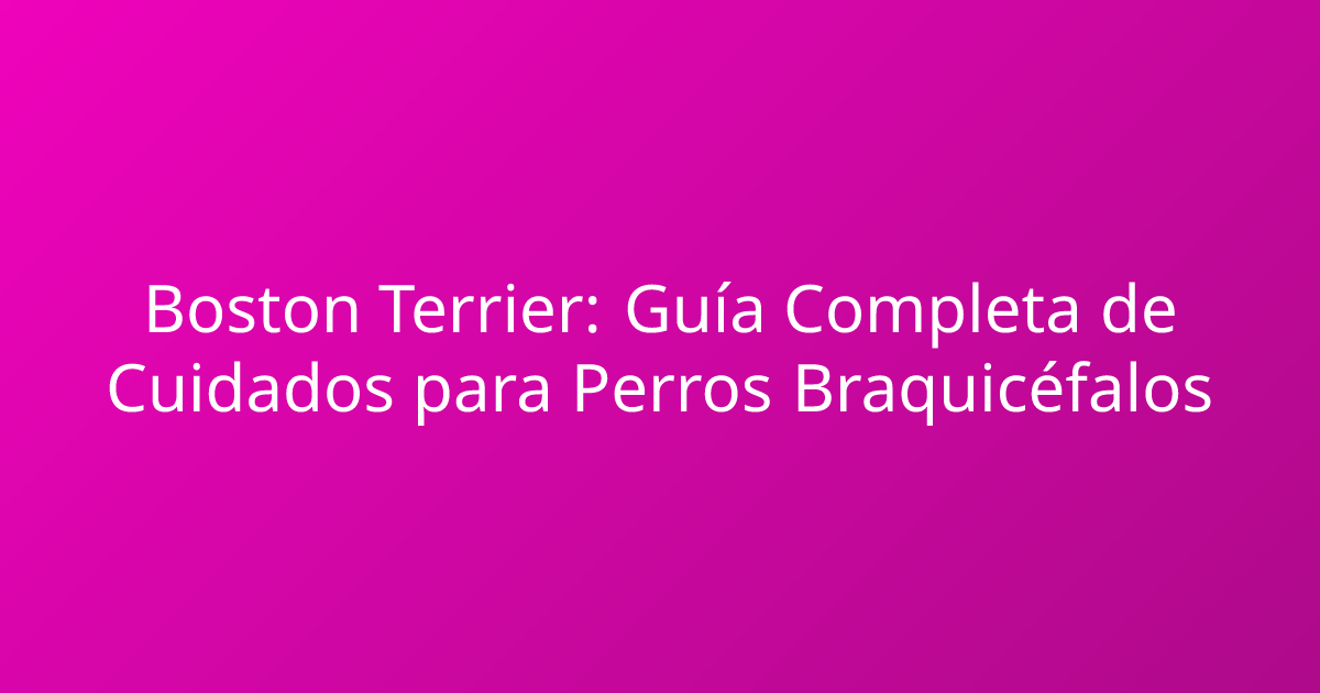 Boston Terrier: Guía Completa de Cuidados para Perros Braquicéfalos